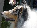 *PHOTO* Compétition canine du Temiskaming Mini_080814011638226192377199