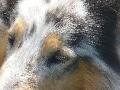 *PHOTO* Compétition canine du Temiskaming Mini_080814011647226192377200