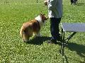 *PHOTO* Compétition canine du Temiskaming Mini_080814011658226192377204
