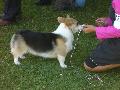 *PHOTO* Compétition canine du Temiskaming Mini_080814011816226192377212