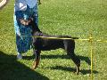 *PHOTO* Compétition canine du Temiskaming Mini_080814011913226192377217