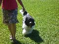 *PHOTO* Compétition canine du Temiskaming Mini_080814011937226192377220