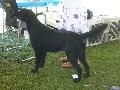 *PHOTO* Compétition canine du Temiskaming Mini_080814011948226192377221