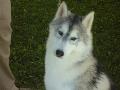 *PHOTO* Compétition canine du Temiskaming Mini_080814012032226192377226