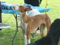 *PHOTO* Compétition canine du Temiskaming Mini_080814012139226192377232