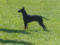 *PHOTO* Compétition canine du Temiskaming Mini_080814012228226192377236