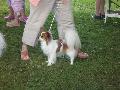 *PHOTO* Compétition canine du Temiskaming Mini_080814012249226192377238