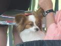 *PHOTO* Compétition canine du Temiskaming Mini_080814012320226192377240