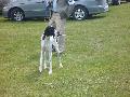 *PHOTO* Compétition canine du Temiskaming Mini_080814012330226192377241