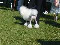 *PHOTO* Compétition canine du Temiskaming Mini_080814012340226192377243