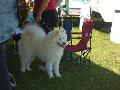 *PHOTO* Compétition canine du Temiskaming Mini_080814012443226192377249