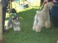 *PHOTO* Compétition canine du Temiskaming Mini_080814012501226192377250