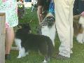 *PHOTO* Compétition canine du Temiskaming Mini_080814012512226192377253