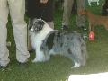 *PHOTO* Compétition canine du Temiskaming Mini_080814012540226192377254