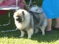 *PHOTO* Compétition canine du Temiskaming Mini_080814012637226192377258