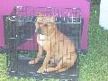 *PHOTO* Compétition canine du Temiskaming Mini_080814012647226192377259