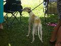 *PHOTO* Compétition canine du Temiskaming Mini_080814012822226192377266