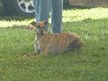*PHOTO* Compétition canine du Temiskaming Mini_080814012841226192377268