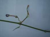 2 céropégias a identifié svp. Mini_080827011520294782426076