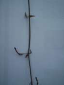 2 céropégias a identifié svp. Mini_080827011521294782426079
