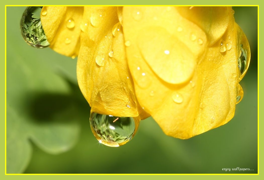 fleur gouttes d'eau by enjoy wallpapers