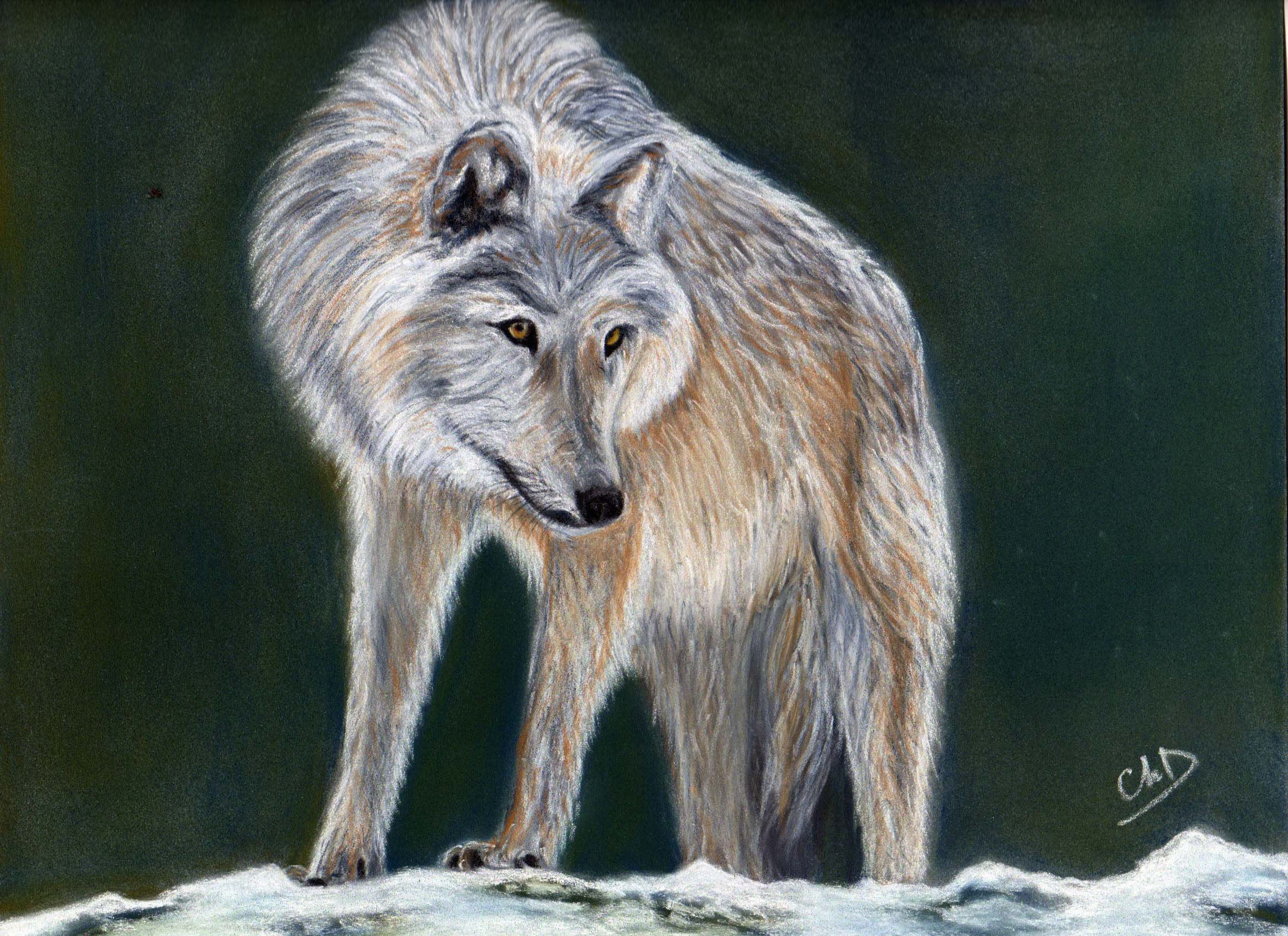 loup sibérie