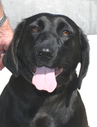 Ketty X Labrador F (59) 08090303011036972452917