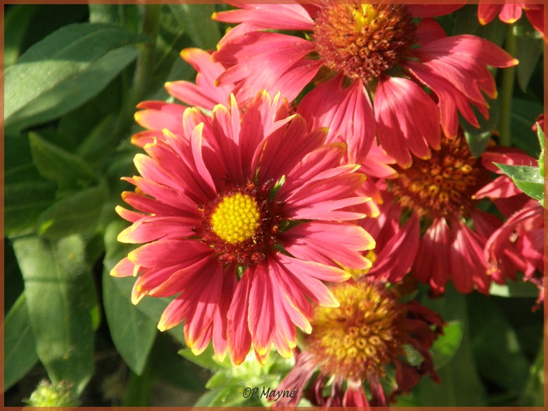fleurrouge