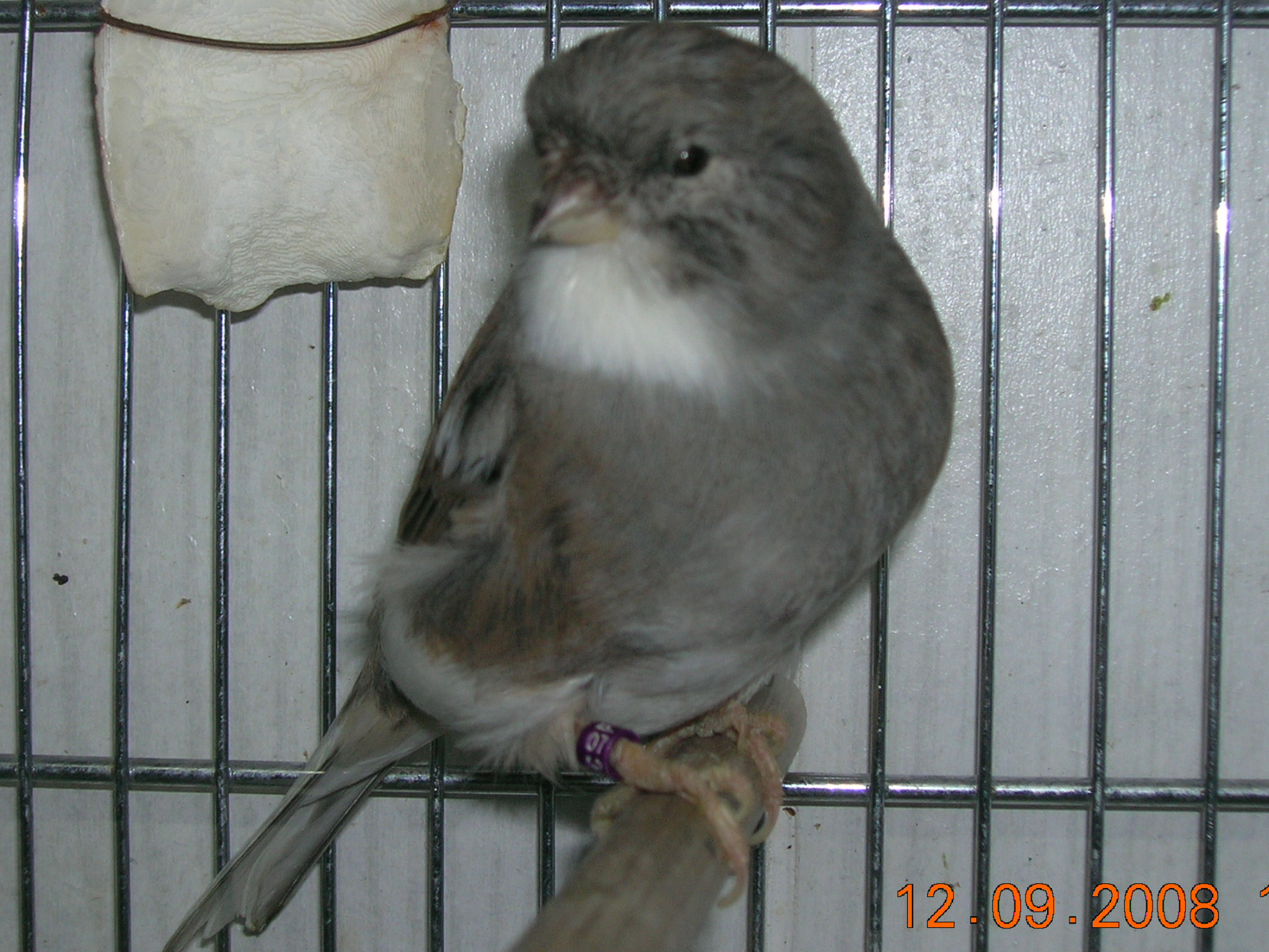 M&Atilde;&cent;les Glosters 002