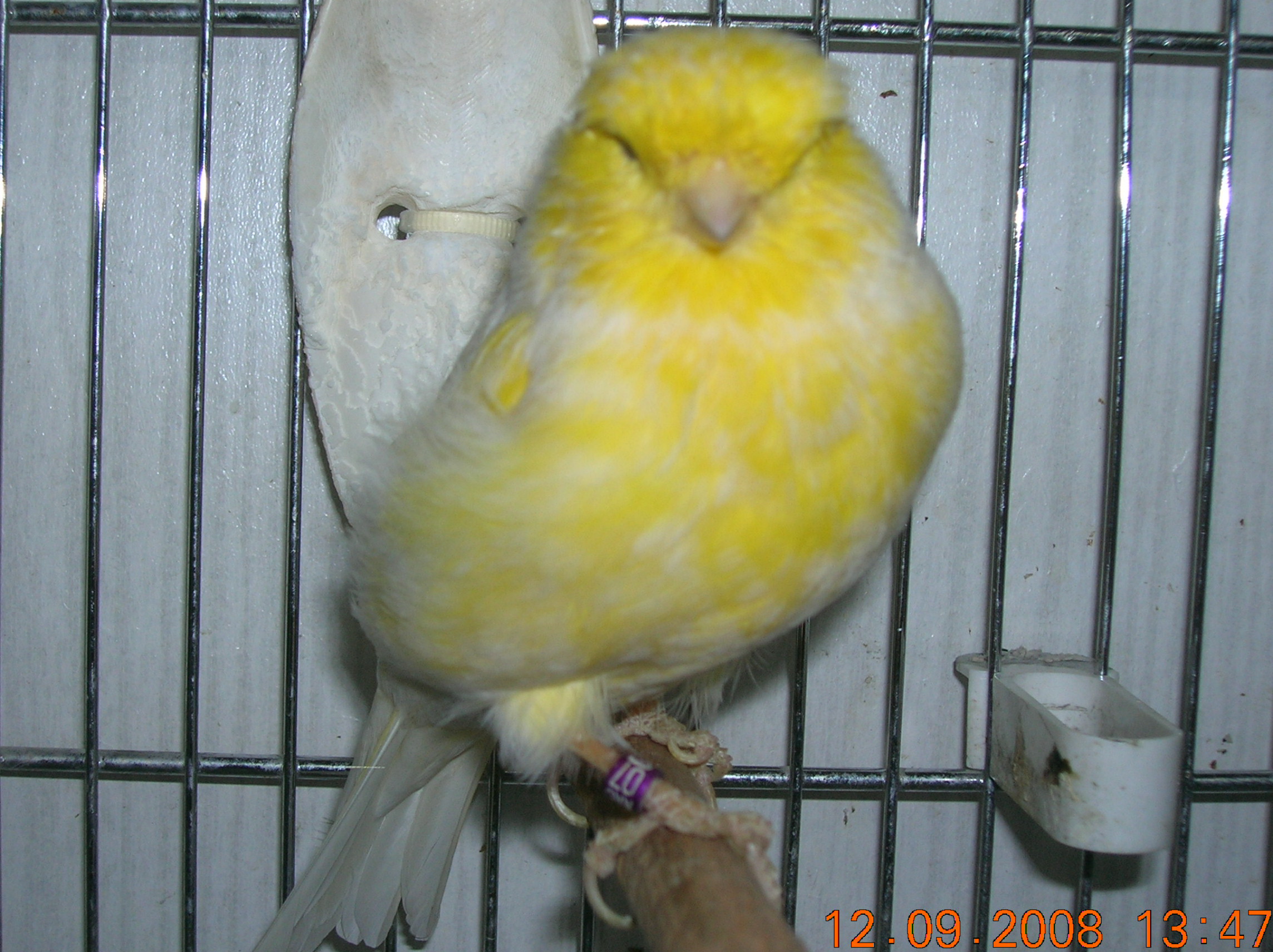 M&Atilde;&cent;les Glosters 003