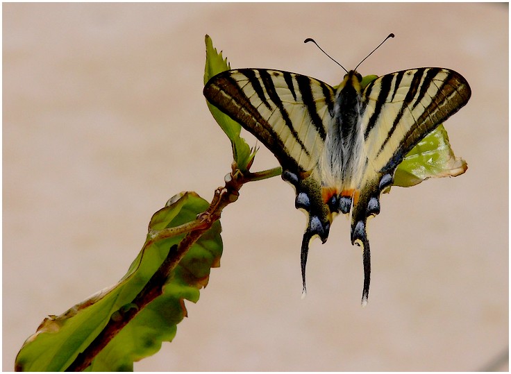 fil à papillon 08091603245545322502230