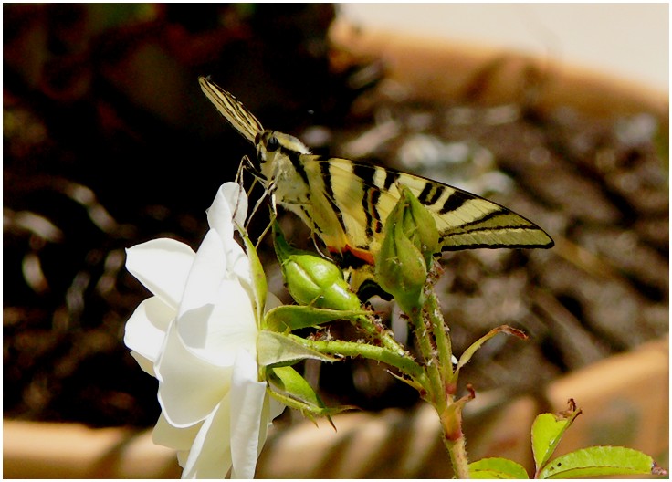 fil à papillon 08091603245545322502231