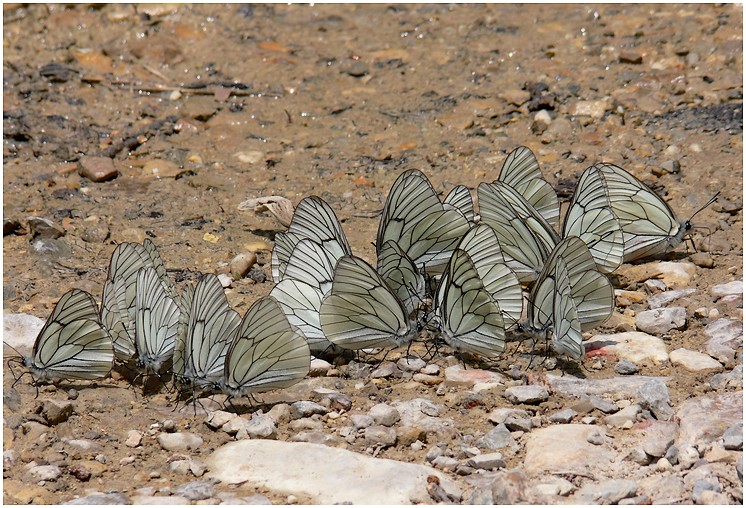fil à papillon 08091708345445322505086