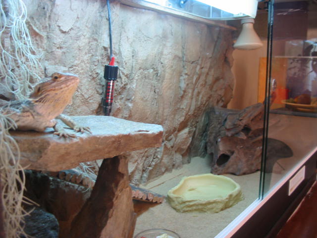 le terrarium de griffith 081020023212439902638151