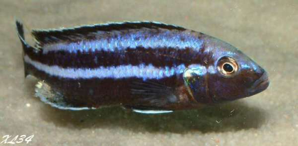 Melanochromis parallelus 081021054910432792643278