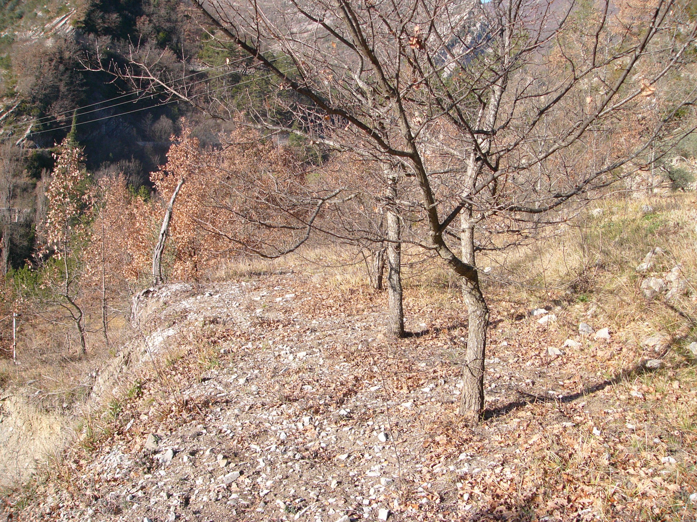 brul&Atilde;&copy; P1030609