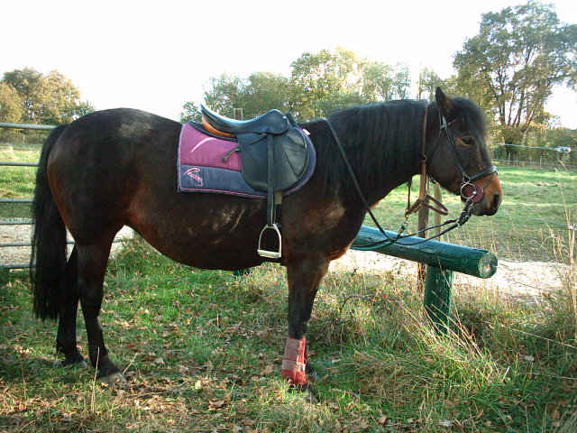 coucou de Loire atlantique 081028064111327572672876
