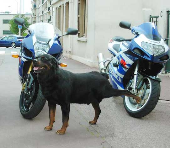 le chiens sont intelligent! ils reconnaissent les vrai motos 08102811092493952674029