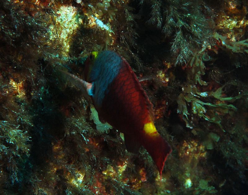 poisson perroquet