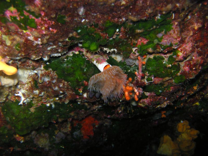 serpule