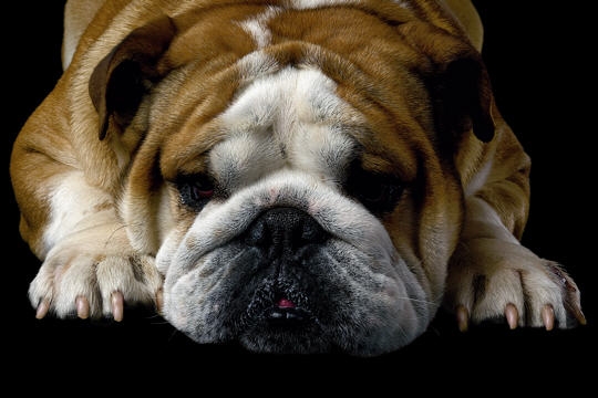 chiens-leurs-plus-belles-mimiques-340520[1]