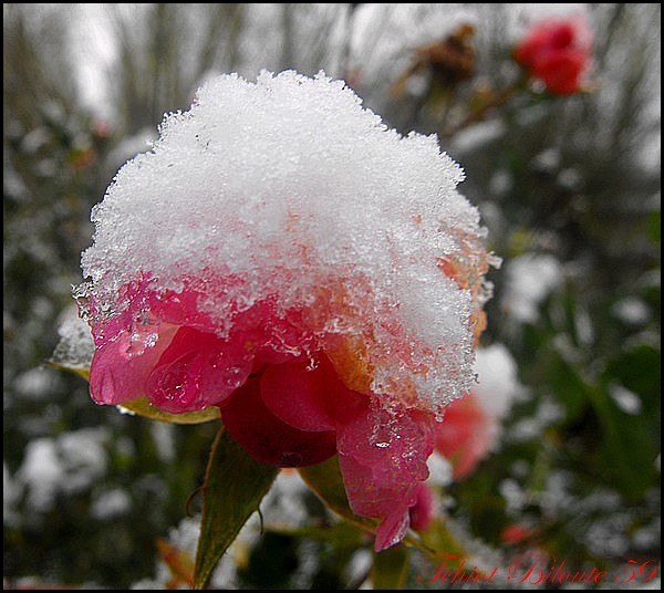 rose neige