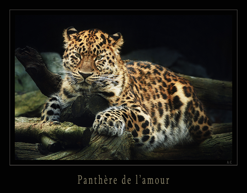 Animaux divers ( zoo mulhouse ) 081128053127113312809598