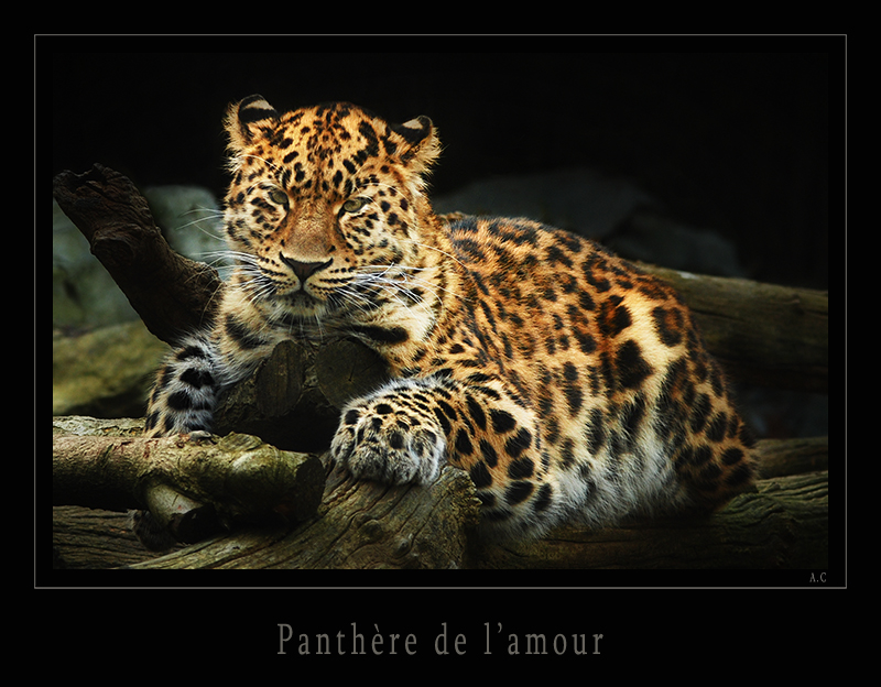 Animaux divers ( zoo mulhouse ) 081128053128113312809599