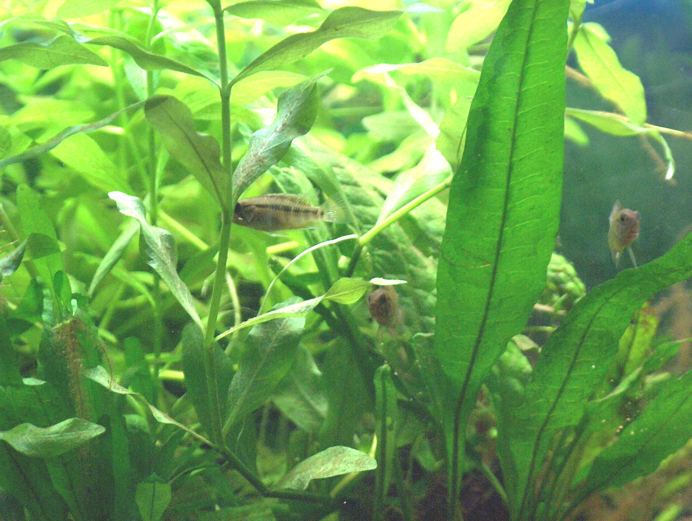 repro apisto 001 dec 08