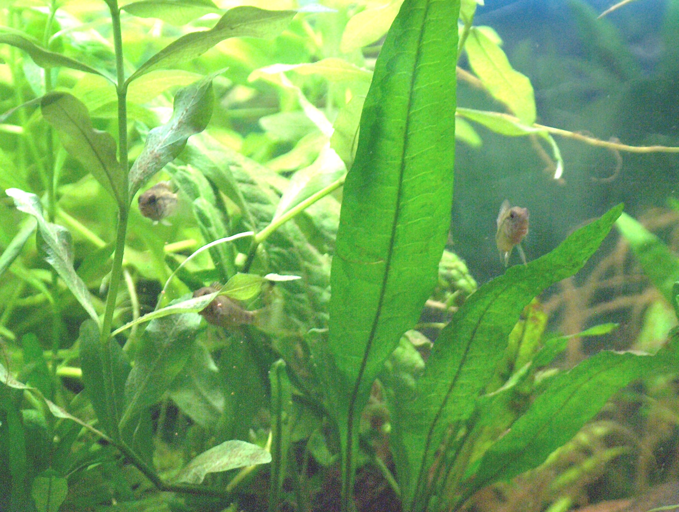repro Apisto 002 dec08