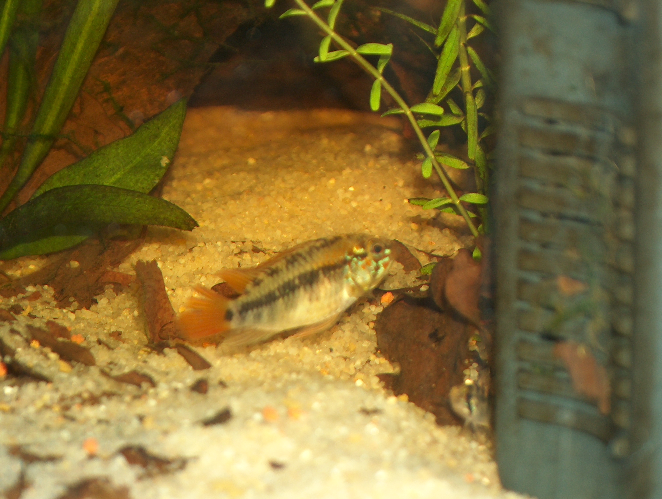 m&Atilde;&cent;le repro macmasteri 001 dec2008