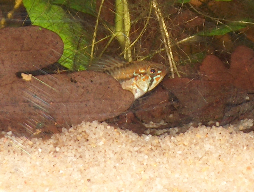 m&Atilde;&cent;le repro macmasteri 002 dec2008