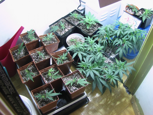 plant de cannabis 1490