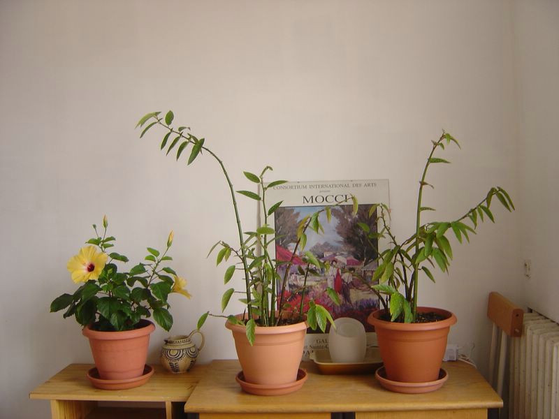 Hibiscus rosa-sinensis 081212050202273942865034